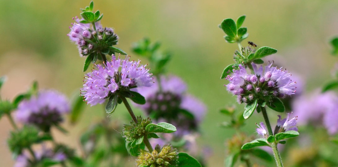 An exciting year ahead for our ecology team!